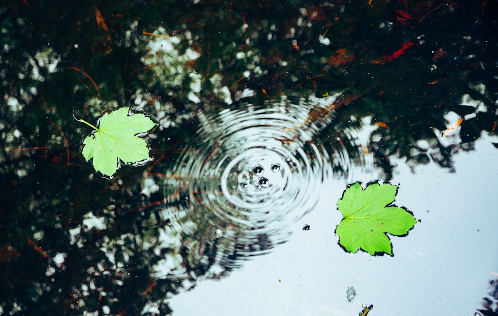 green maple leaf