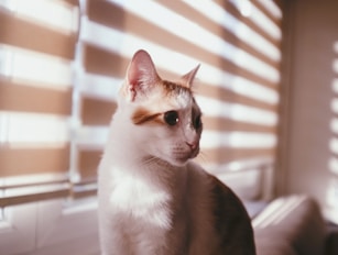 white and brown cat near window blinds