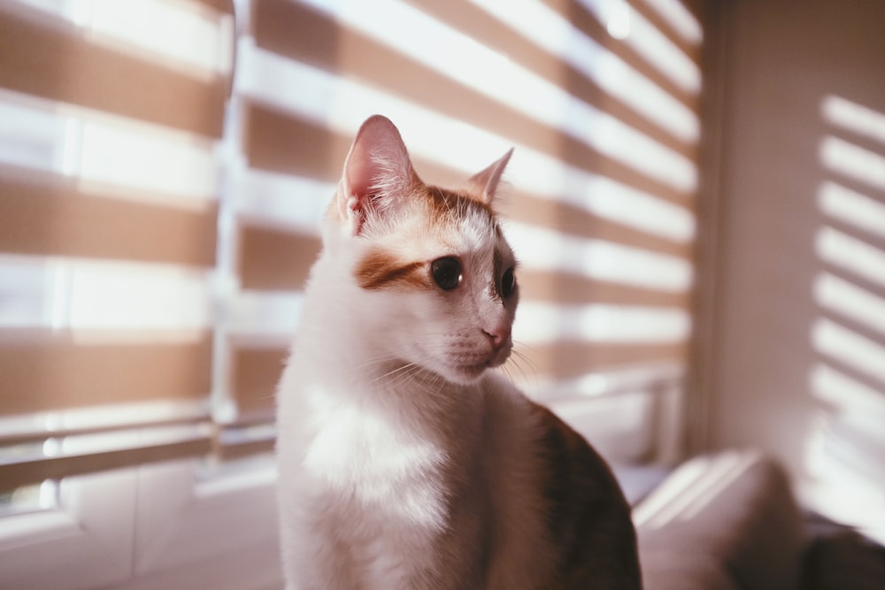white and brown cat near window blinds