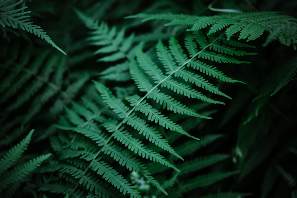 Foto de enfoque selectivo de la planta de helecho verde