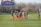 A group of female soccer players in blue jerseys and red shorts are jogging on a grassy field. Training cones are placed on the ground. In the background, a large digital scoreboard shows the time and score. Bare trees and a fence line the field's edge.