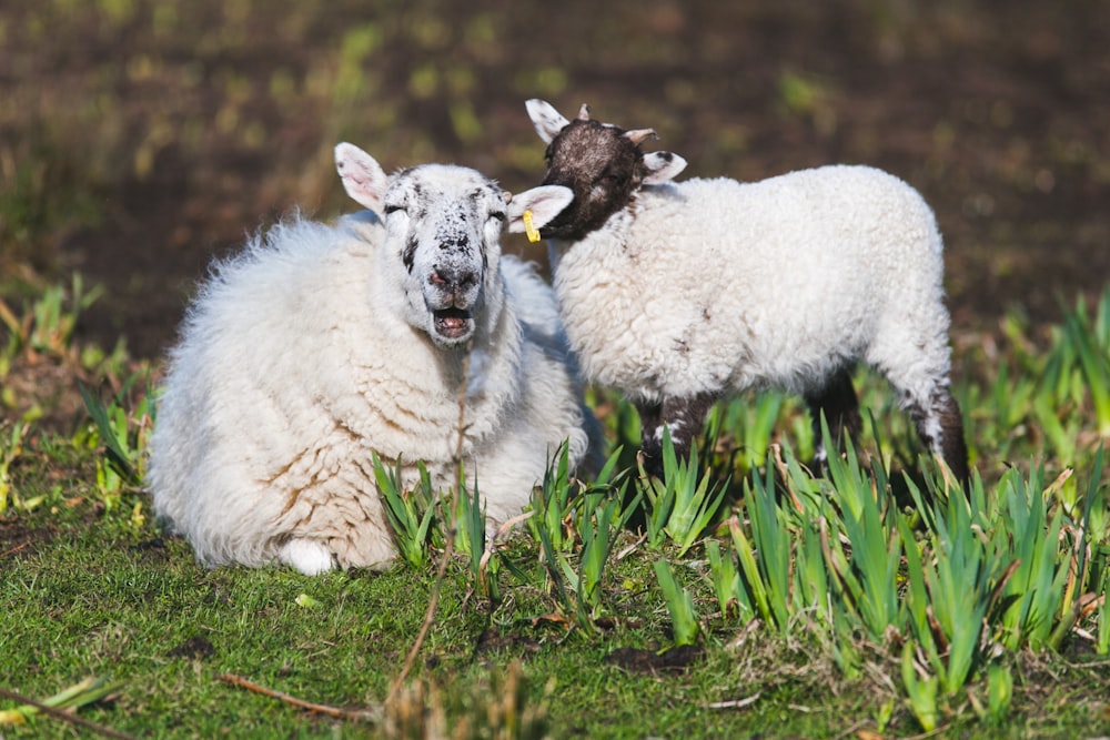 moutons blancs et agneau couchés sur un champ d’herbe pendant la journée