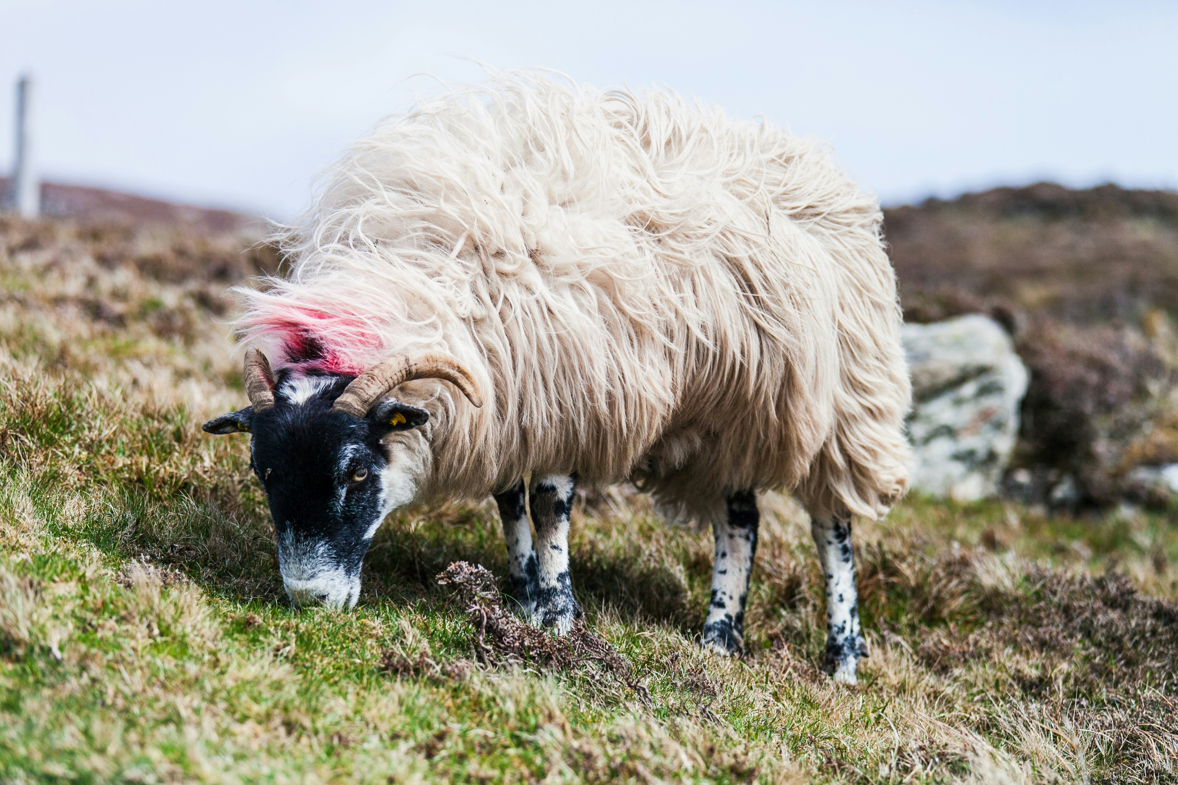 while exploring the highest seaside cliffs in europe, Slieve League, we stumbled on a group of sheep grazing along the edge of a cliff. this particular ram was not bothered by us at all, and happily continued grazing while we ate our sandwiches and shared the view.