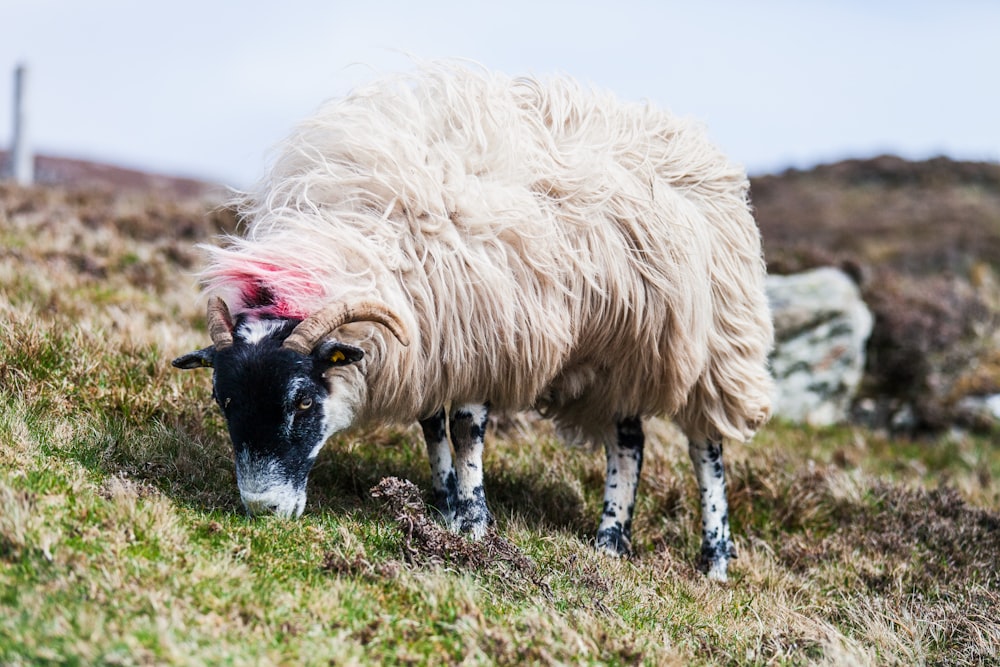 sheep eating grass