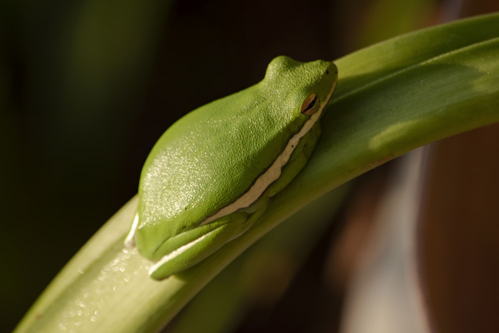 green tree frog on green leaf plant