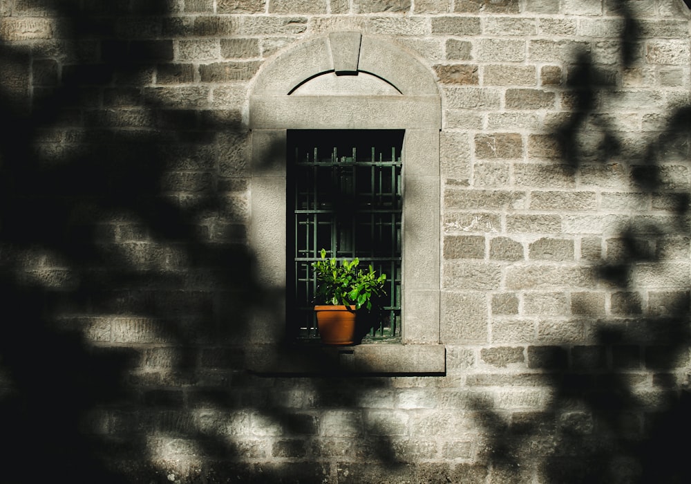 potted green leaf plant on window