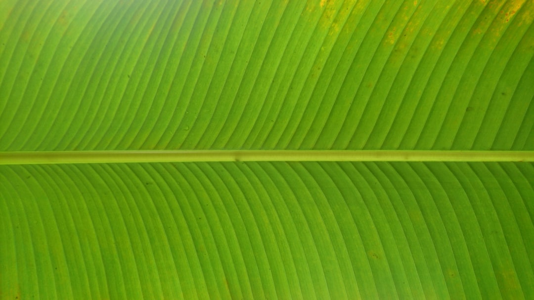 Quels sont les bienfaits de la poudre de moule verte?