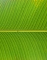 a close up of a large green leaf