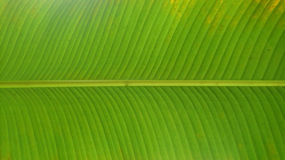 a close up of a large green leaf