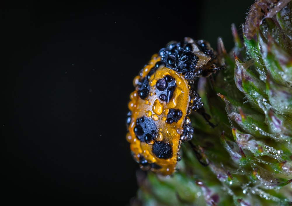 Escarabajo amarillo y negro en maceta sobre hoja verde