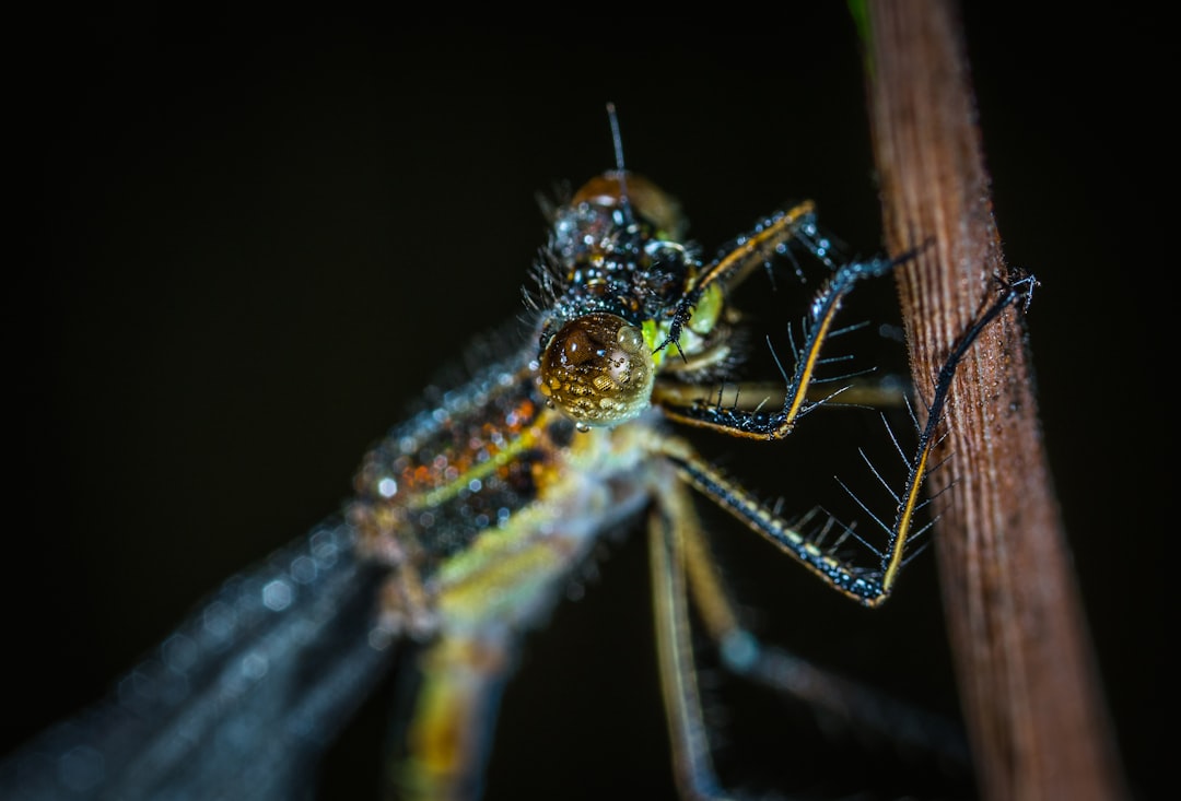 green and grey winged insect in macro photo