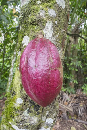 A ripe, large, reddish fruit is attached to the trunk of a tree. The tree bark is textured with patches of green moss and white lichen. The background consists of dense foliage and greenery, indicating a lush forest environment.