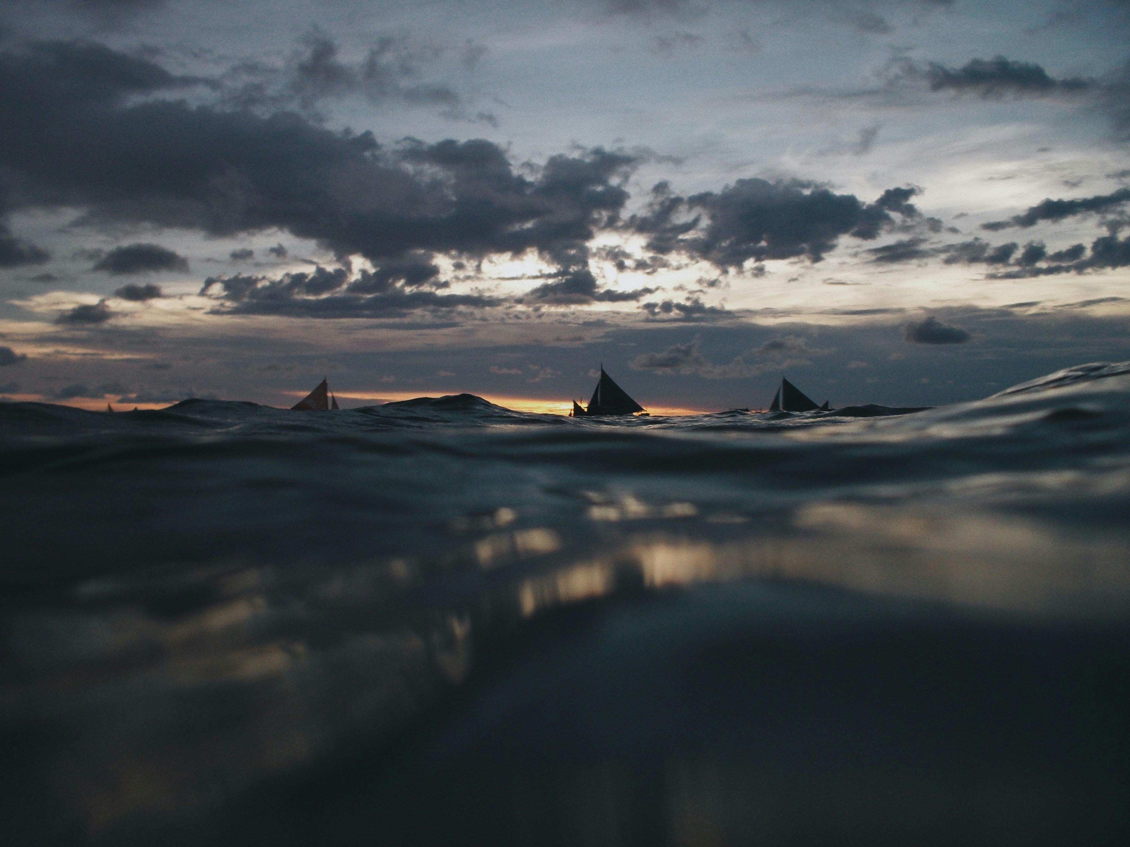 أشجار النخيل: استعادة روعة المناطق الاستوائية