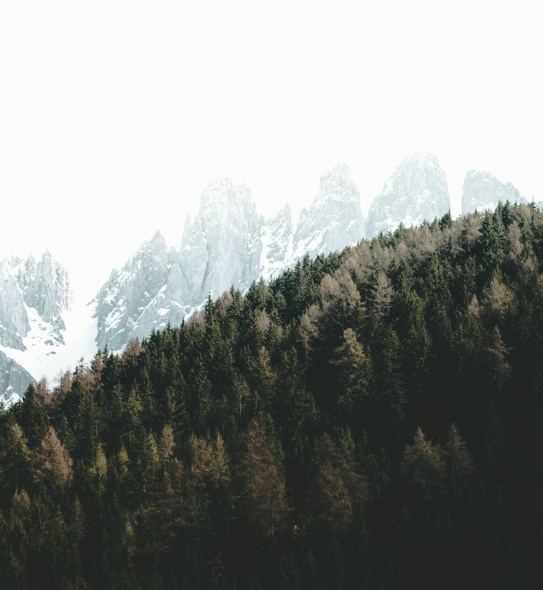 Forest photo spot Dolomites Bolzano