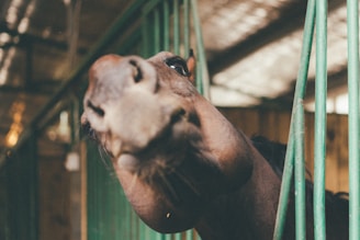 Close-up of a horse's hoof being carefully treated with nourishing oil in a sunlit stable.