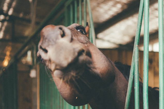 Close-up of a horse's hoof being carefully treated with premium hoof oil in a sunny stable.