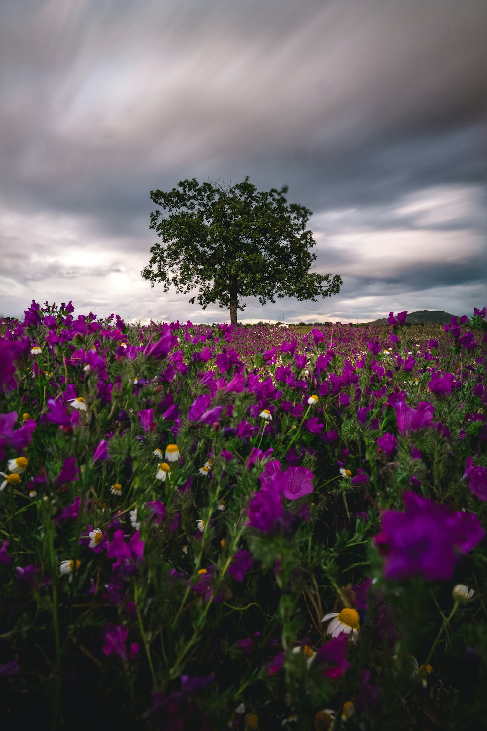 보라색 꽃밭의 타임랩스 사진