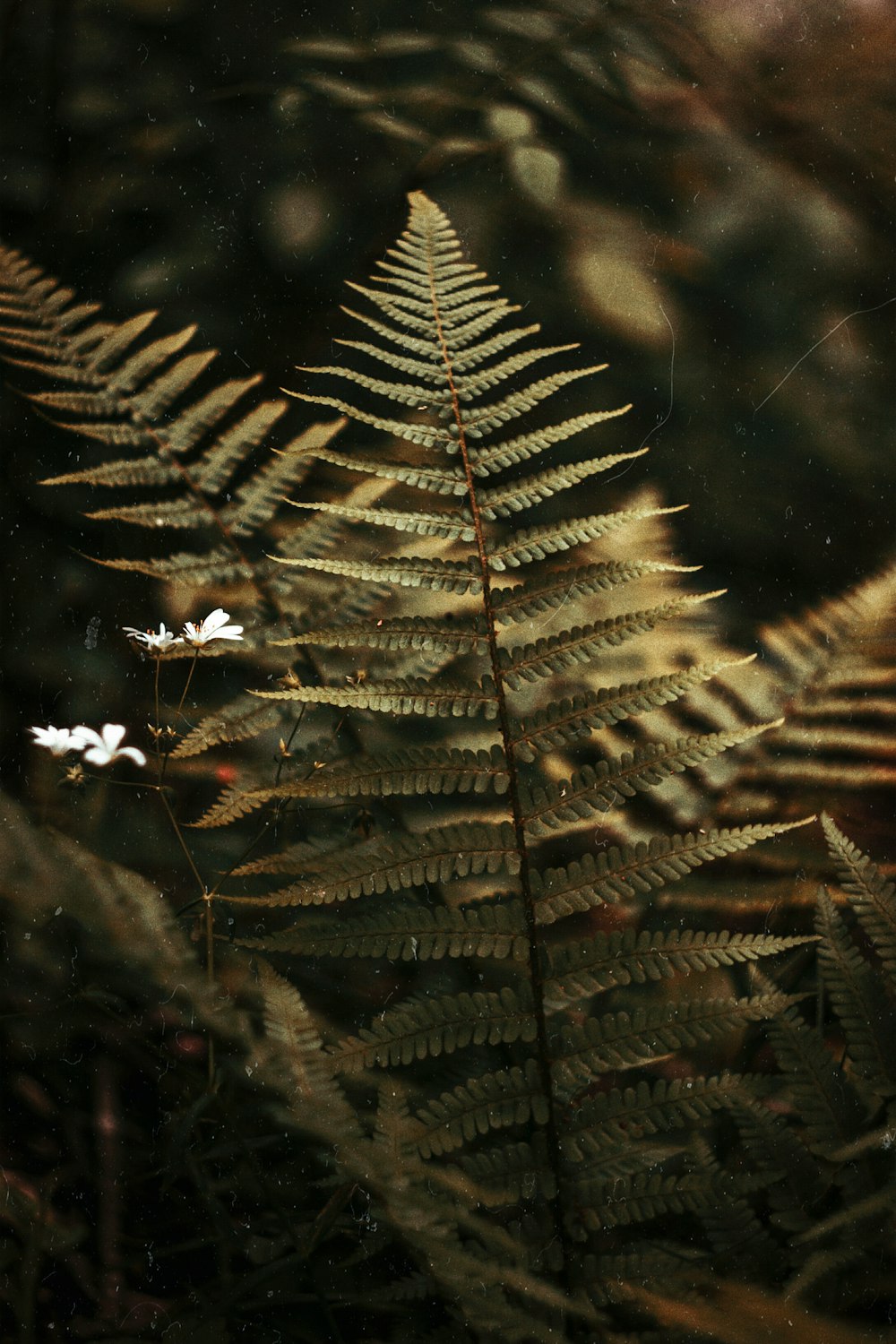 closeup photo of green leaves