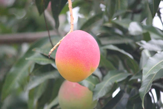 Close-up of ripe mangoes in a sunlit orchard, showcasing their vibrant golden color and slightly dimpled texture.