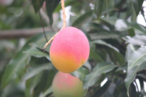 A ripe mango hangs from a branch surrounded by lush green leaves. The mango displays a gradient of colors, transitioning from bright pink at the top to a vibrant golden yellow at the bottom.