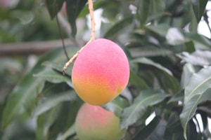 Haden Mango