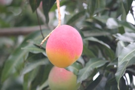 A ripe mango hangs from a branch surrounded by lush green leaves. The mango displays a gradient of colors, transitioning from bright pink at the top to a vibrant golden yellow at the bottom.