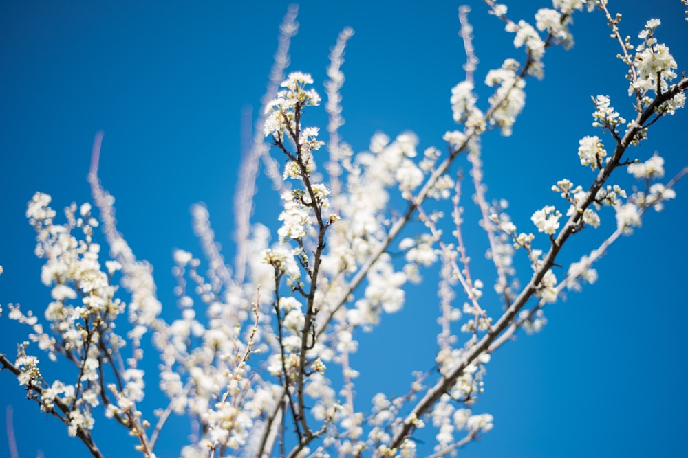 white petaled flower at daytime