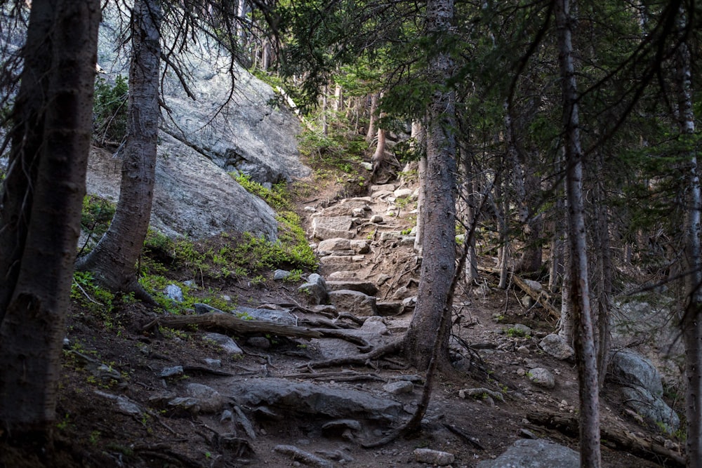 person taking photo of forest during daytime