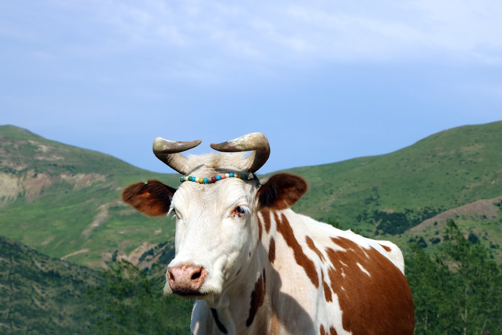 brown and white cow