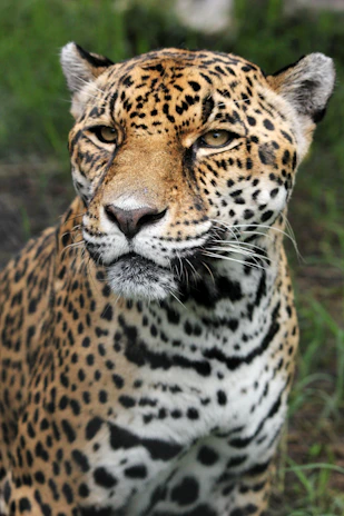 tiger closeup photography