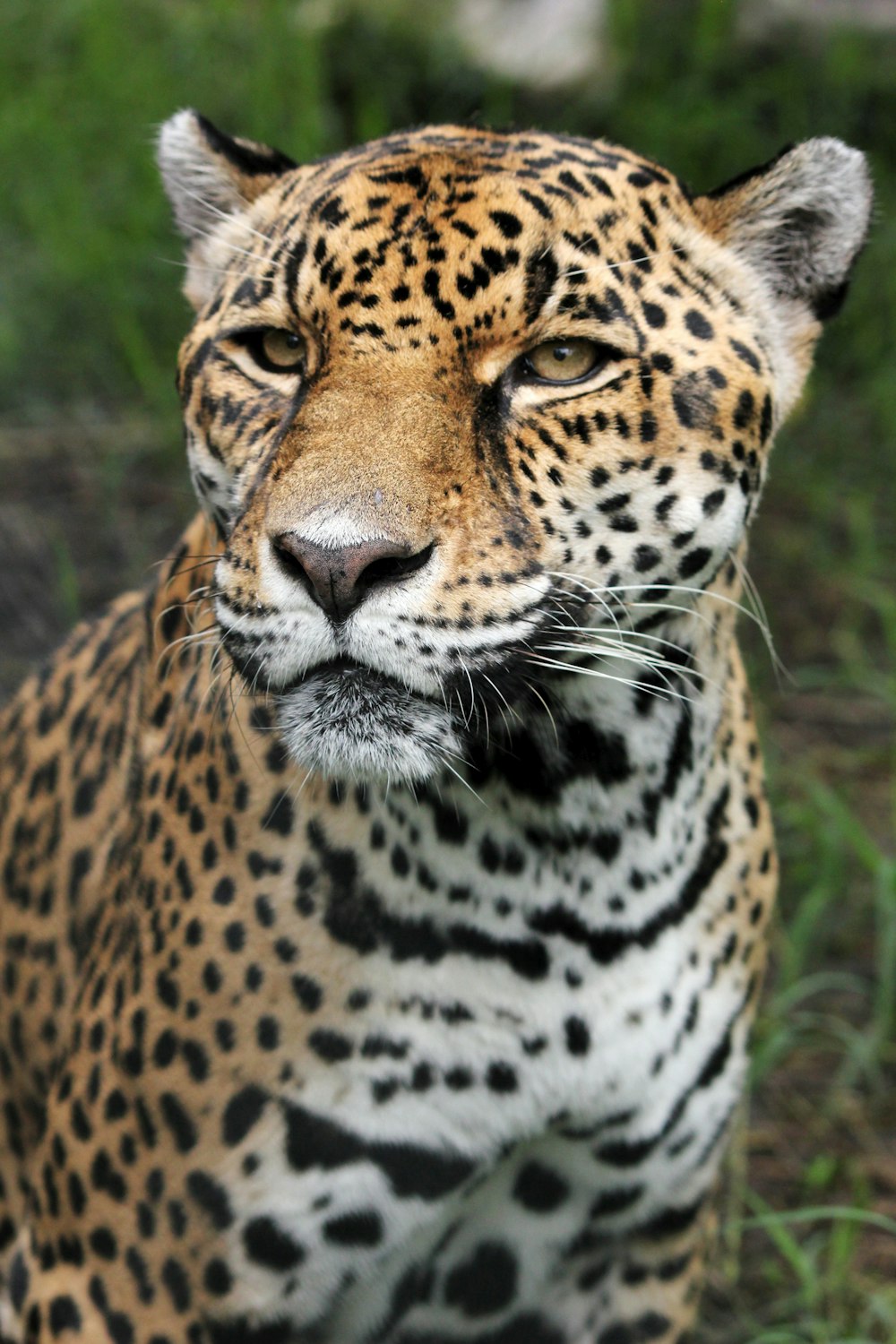 tiger closeup photography
