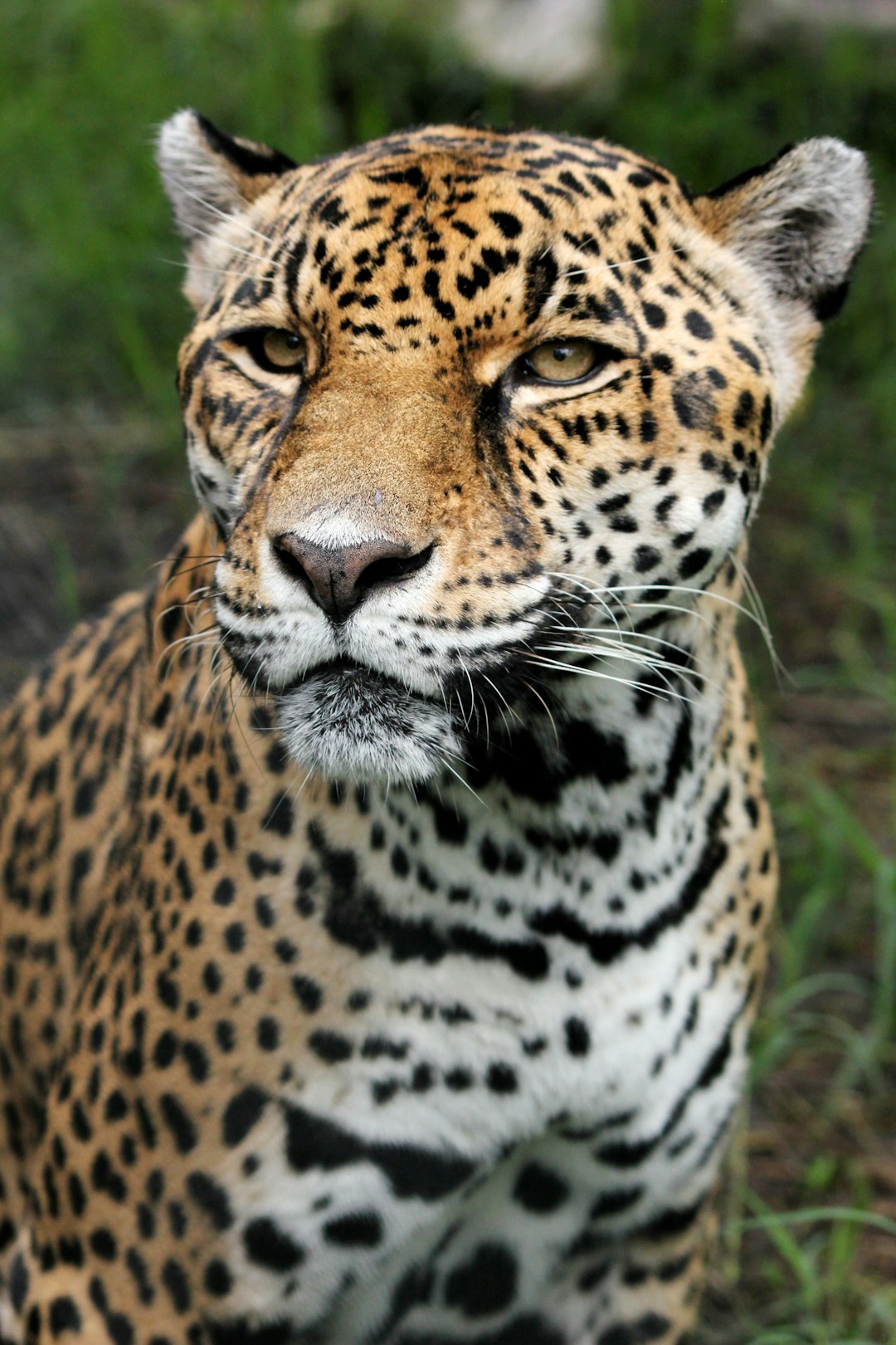 100 Leopard  Pictures Download Free Images on Unsplash