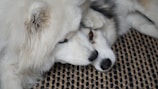 Two fluffy white dogs are lying close together with their heads resting on each other, displaying a sense of comfort and companionship. The background shows a textured fabric with a pattern of black dots on a beige surface.