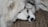 Two fluffy white dogs are lying close together with their heads resting on each other, displaying a sense of comfort and companionship. The background shows a textured fabric with a pattern of black dots on a beige surface.