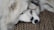 Two fluffy white dogs are lying close together with their heads resting on each other, displaying a sense of comfort and companionship. The background shows a textured fabric with a pattern of black dots on a beige surface.
