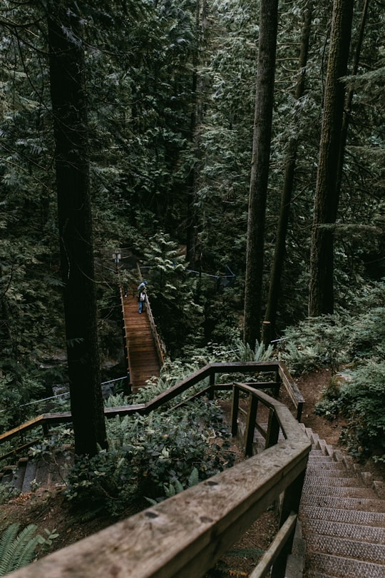 people walking on brown bridge near trees at daytime in British Columbia Canada