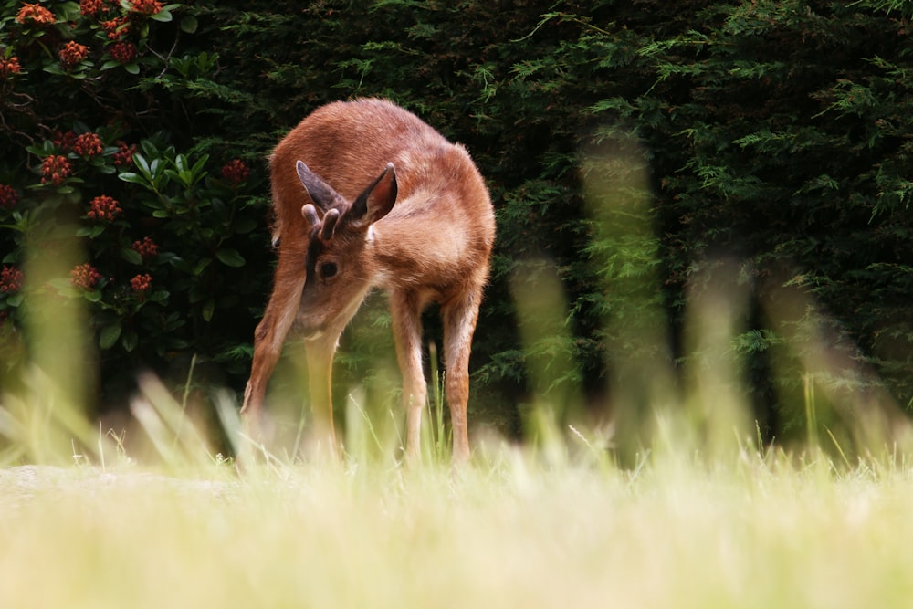 selective focus photography of brown deer