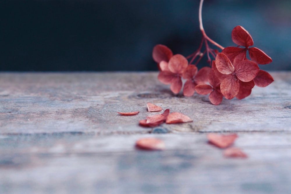 red leafed plant