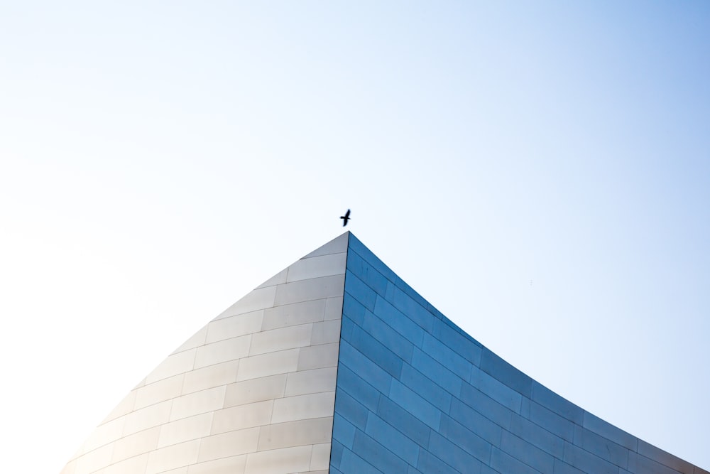 bird flying above of building