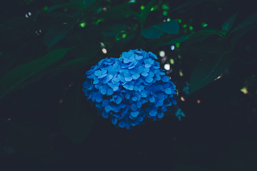 close-up photography of blue petaled flower plant