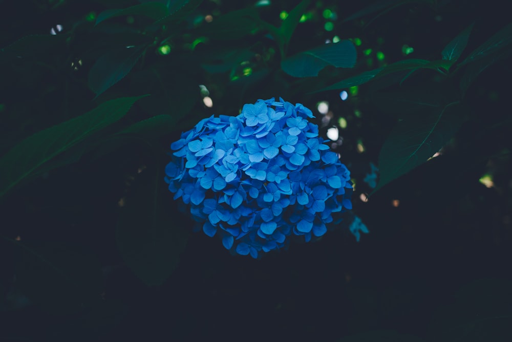 photographie en gros plan d’une plante à fleurs à pétales bleus