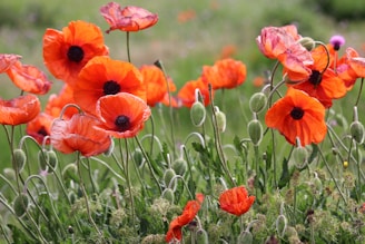 red petaled flowers at daytime