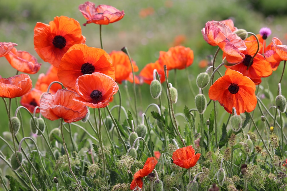 red petaled flowers at daytime