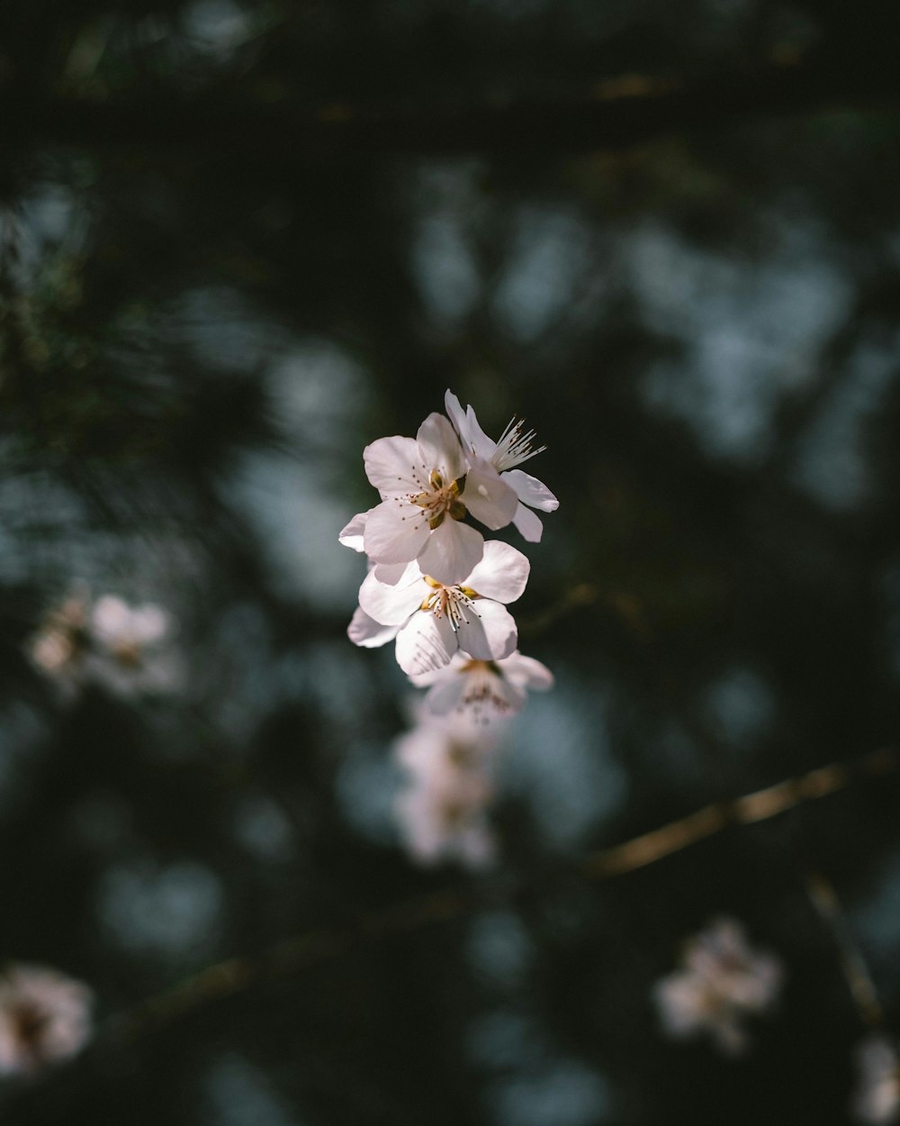 white flowers