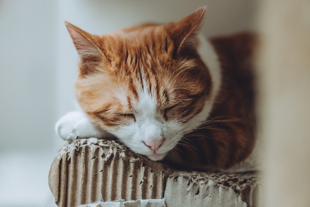 Chat bicolore orange et blanc dormant sur panneau de bois
