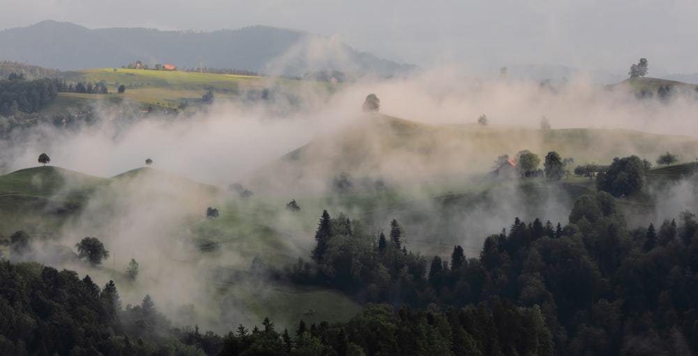 grüner Baumwald mit Nebel bedeckt