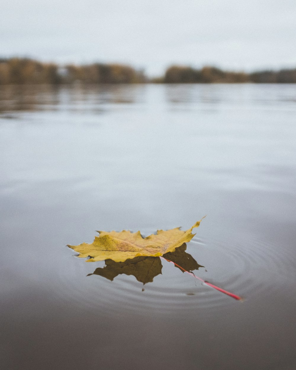 yellow maple leaf on calm waters