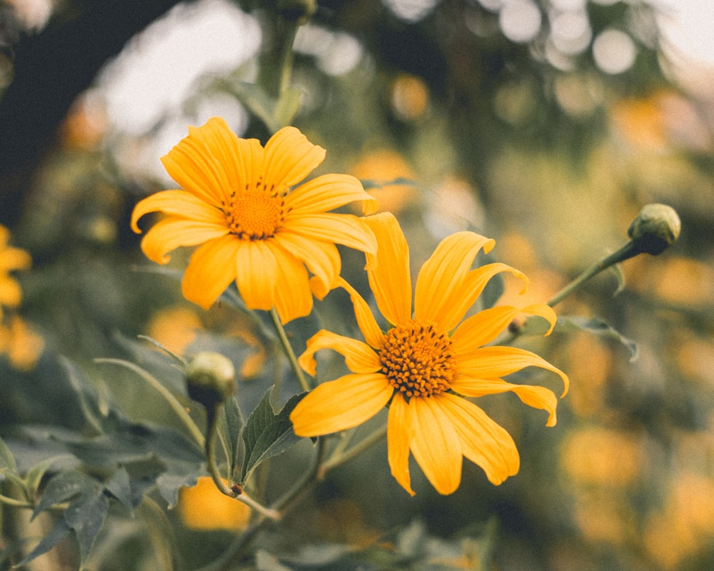 yellow petaled flower