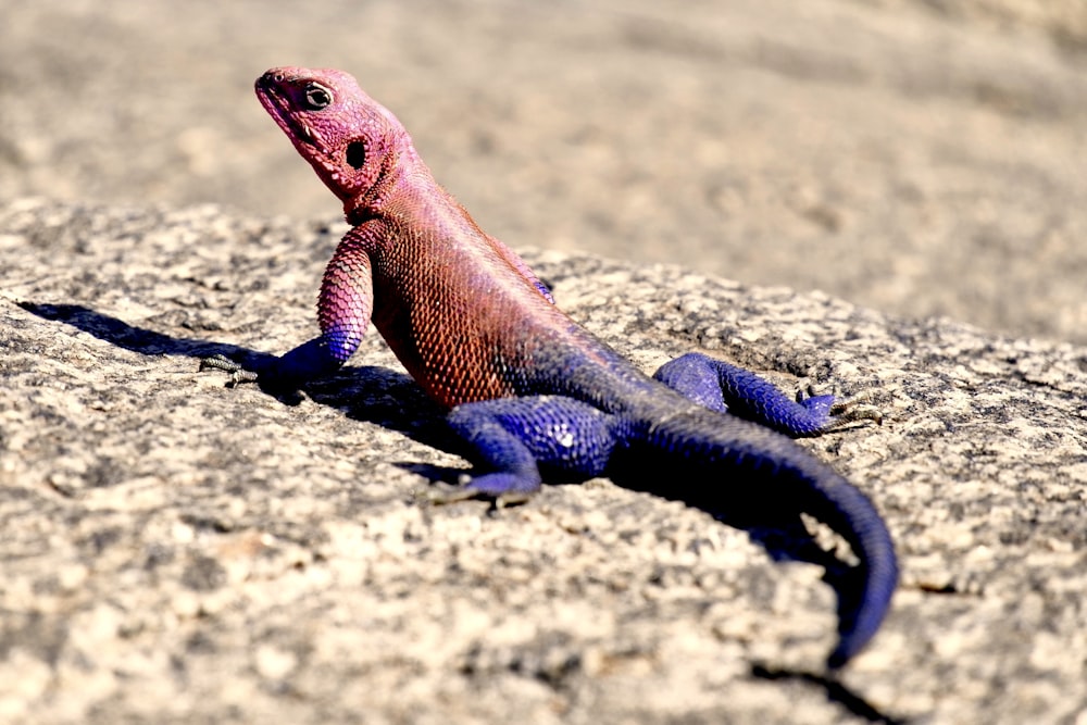 purple and red lizard on ground