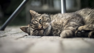 selective focus photography of lying brown tabby cat
